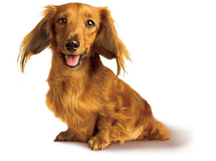 Dachshund