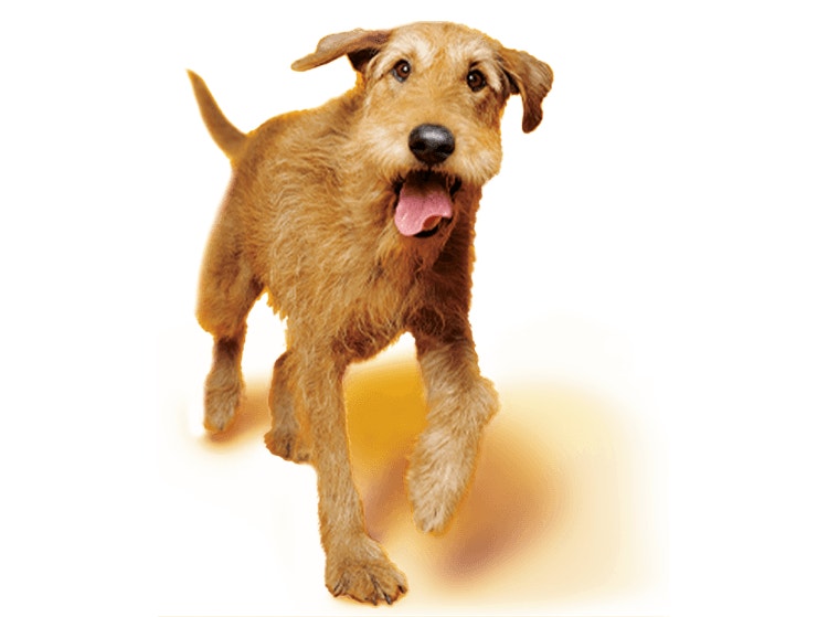 Terrier Mongrel