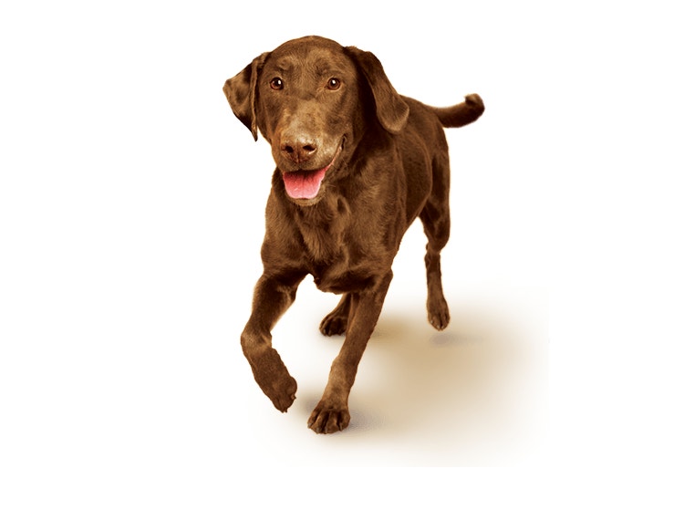 Chocolate Labrador