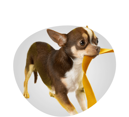 pro mini small breed