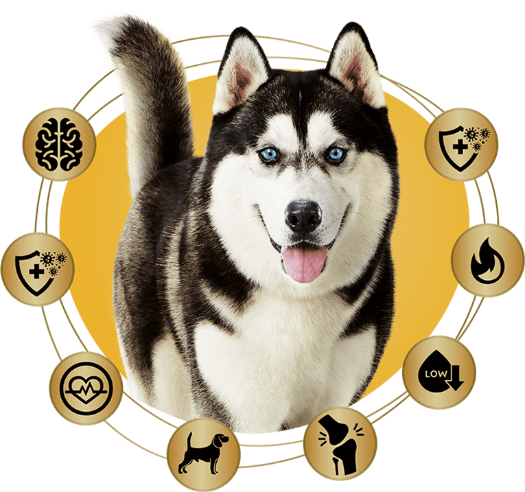 pedigree high protein large
