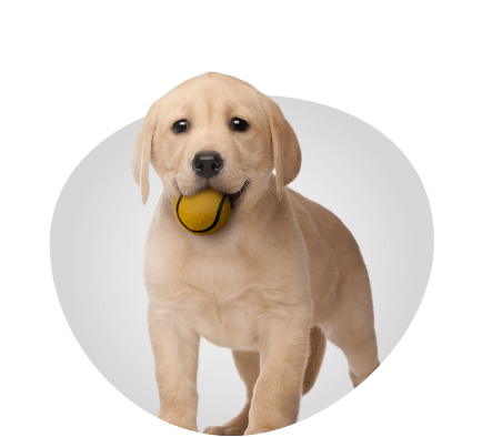 pro puppy