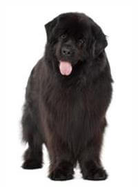 Newfoundland