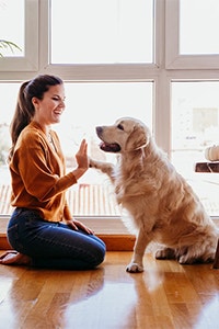 golden retriever