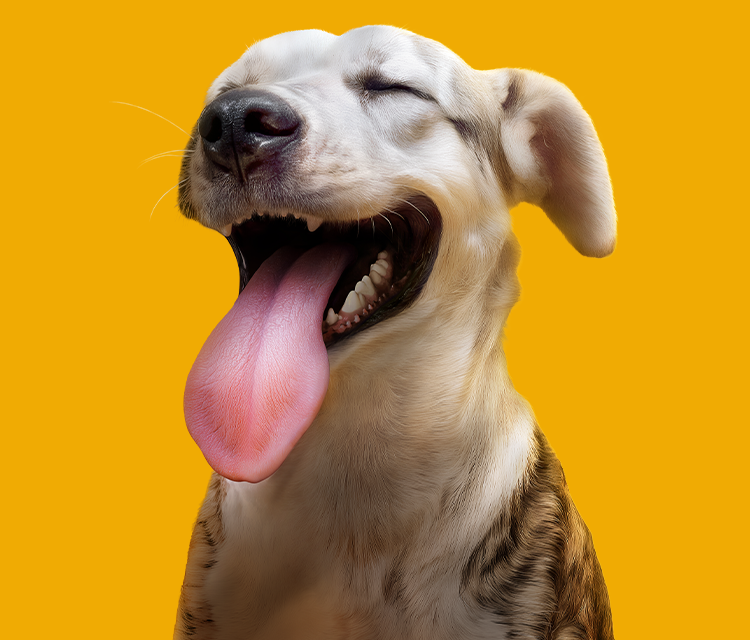 Toothscan dog