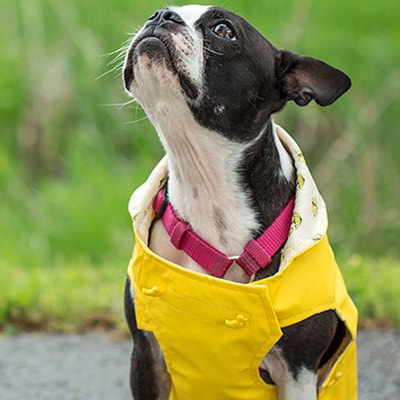 การปฐมพยาบาลสุนัขเบื้องต้น