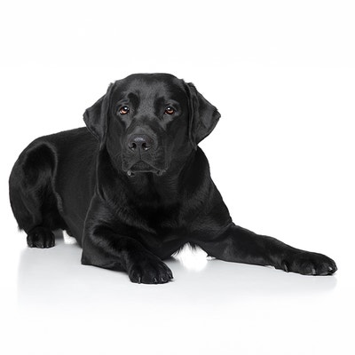 Black Golden Retriever