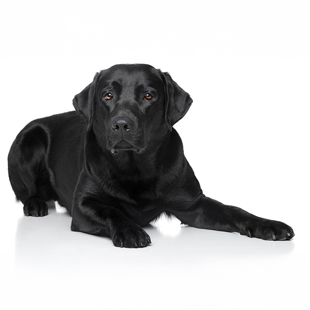 Black Golden Retriever