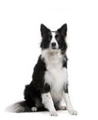 border collie