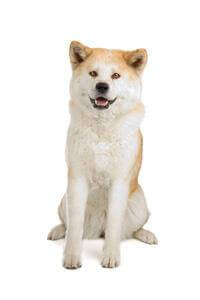 dog breeds akita