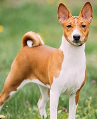 basenji breed