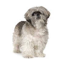 Lhasa Apso