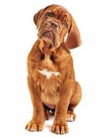 Mastiff