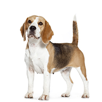 ร่างกายของหมาบีเกิ้ล