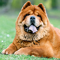 ร่างกายของหมาเชาเชา