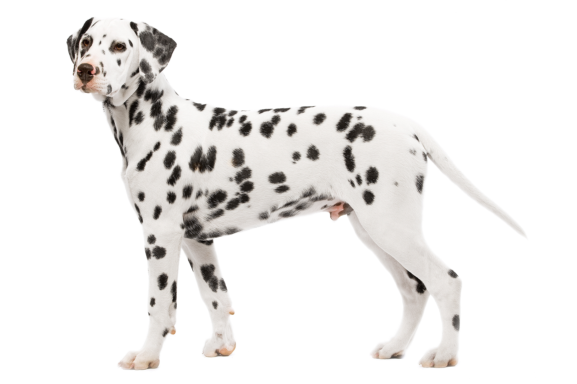 ร่างกายของมาดัลเมเชี่ยน