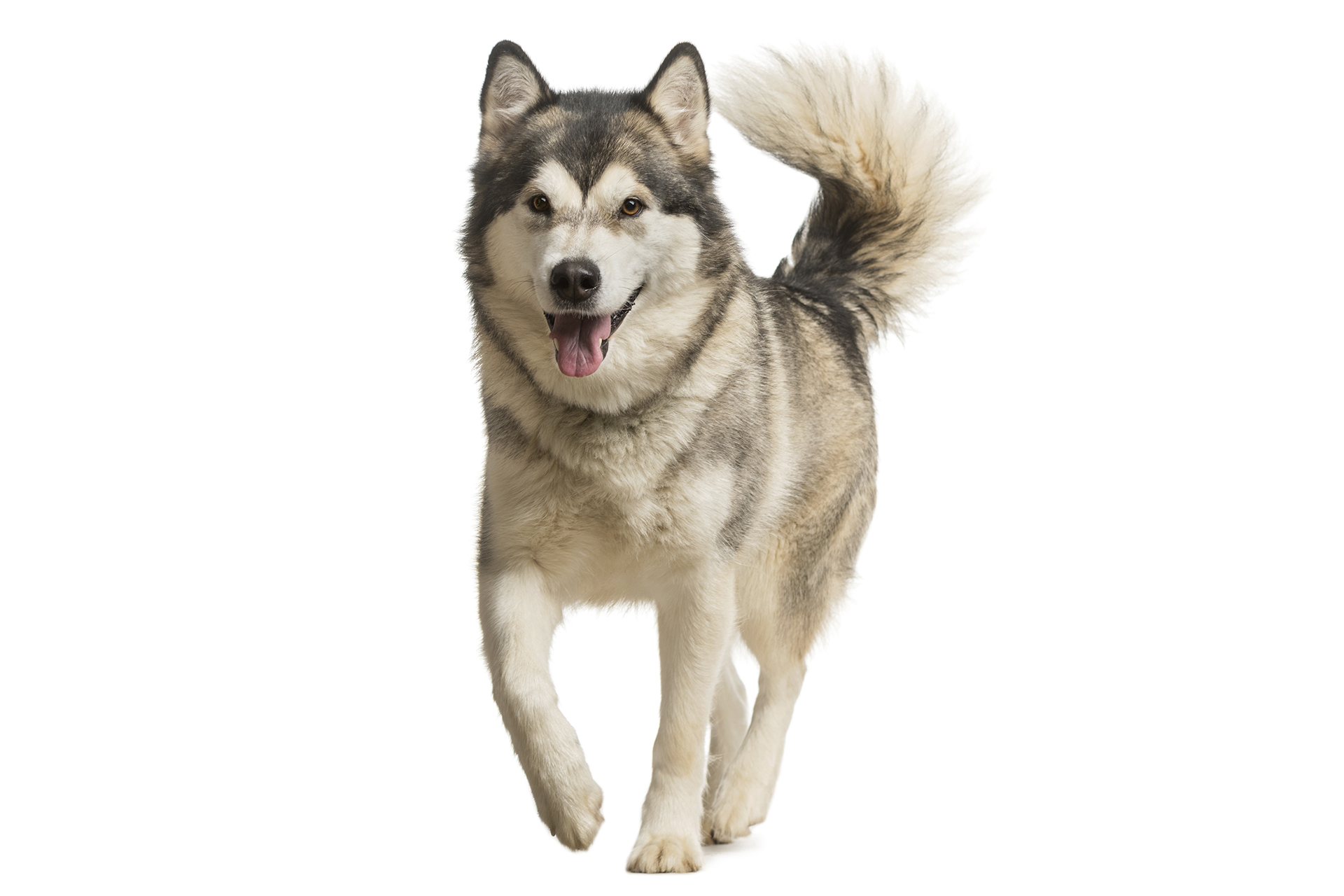 ร่างกายของหมาไซบีเรียน ฮัสกี้