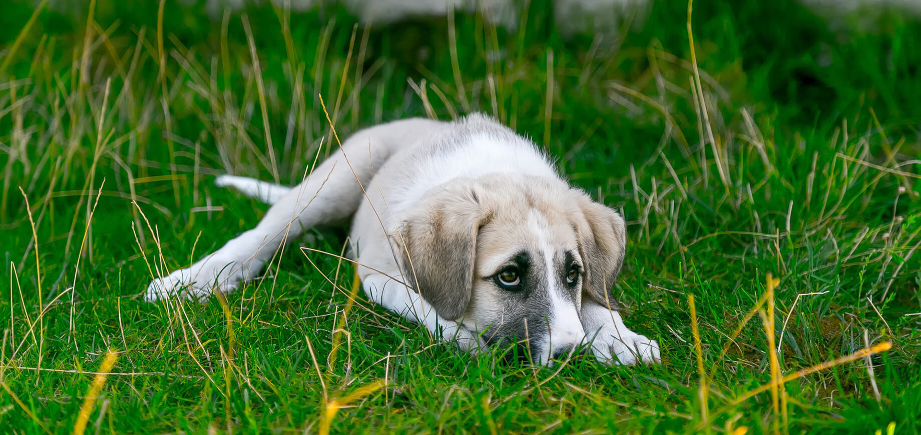 สุนัขกลัว วิตกกังวล