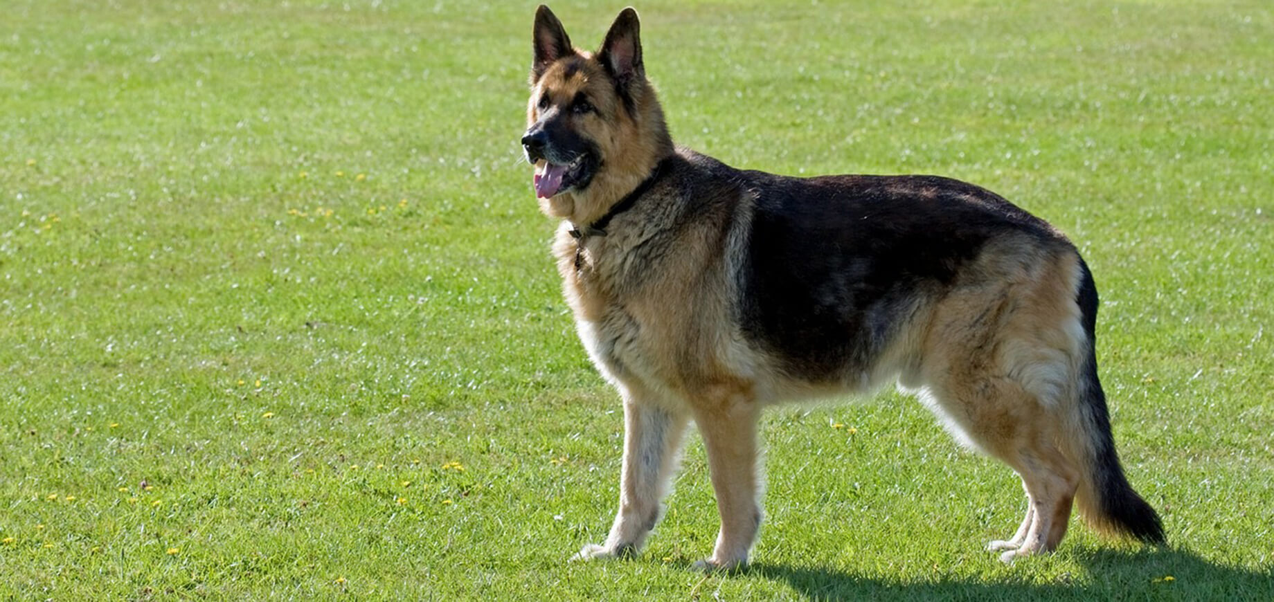 ภาษากายสุนัขผ่อนคลาย