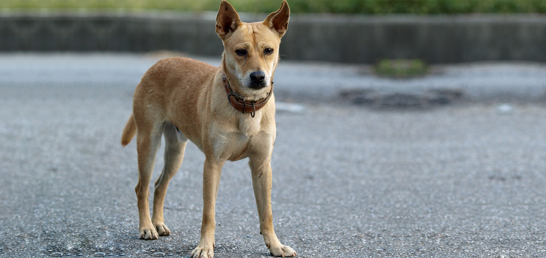 สุนัขเครียด